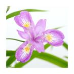 ( луговые и горные травы )hime автомобиль ga(...)2.5 номер (1 pot )(.. состояние )