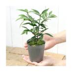 （観葉植物）ナギ（梛　竹柏）　３〜３．５号（１ポット）