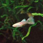 ( тропическая рыба )RREA* красный стакан * Guppy ( местного производства Guppy )(1 пара ) Hokkaido авиапочта необходимо теплоизоляция 