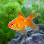 ( местного производства золотая рыбка ) Ryuukin (1 шт )