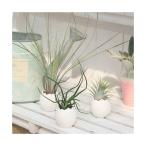 癒しの風吹くたまごチビ鉢植えおしゃ...