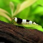 ( креветка ) черный bee shrimp "солнечный круг" (1 шт )