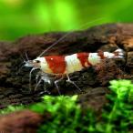 ( креветка ) Red Bee Shrimp Tiger (1 шт )