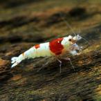 ( креветка ) Red Bee Shrimp "солнечный круг" (1 шт )