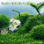 ( водоросли ) Willow Moss ( подводный лист )( нет пестициды )( половина упаковка )