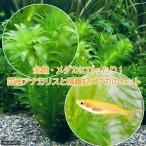 ( оризия )( водоросли )...me Dakar (4 шт )+ дыра ka белка ( нет пестициды )(5шт.@)