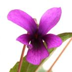 ( луговые и горные травы )s Mille ( фиолетовый )myou Gin s Mille ( Akira бог фиолетовый )2.5~3 номер (1 pot )(.. состояние )