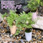 ( декоративное растение )sida Mini Mini tokiwa инструмент для проволоки b1 номер (1 горшок )tokiwa инструмент для проволоки b