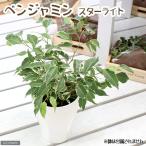 （観葉植物）フィカス　ベンジャミン　スターライト　４号（１鉢）