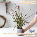 ( декоративное растение ) лиловый faun тонн стакан 3.5 номер (3 pot комплект )