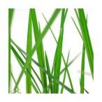 ( биотоп ) водное растения siperus длинный s( нет пестициды )(1 pot ). сырой растения 