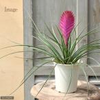（観葉植物）ワリシア　キアネア（チランジア　キアネア）　花（苞）無し株　４号（１鉢）