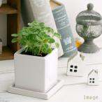 （観葉植物）アロマティカス　陶器鉢植え　スクエアホワイト（１鉢）　受皿付　セラミス　鉢植え　おしゃれ　室内　プレゼント