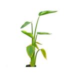 ( биотоп ) водное растения ta задний geni кулер ta4 номер ( нет пестициды )(1 pot )