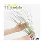 エアープランツチランジアジュンセア...