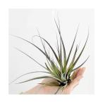 エアープランツチランジアファシクラ...