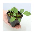 ( декоративное растение ) домашнее животное leaf oo bako. рассада 3 номер (1 pot ) большой лист .. рассада ... это рассада 