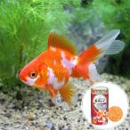 ( местного производства золотая рыбка ).. Ryuukin (1 шт )+ Kyorin Gold p Roth 50g комплект Хонсю Сикоку ограничение 