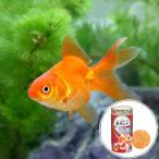 ( местного производства золотая рыбка ) Ryuukin (1 шт )+ Kyorin Gold p Roth 50g комплект Хонсю Сикоку ограничение 