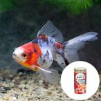 ( местного производства золотая рыбка )kya Rico Ryuukin (1 шт )+ Kyorin Gold p Roth 50 комплект Хонсю Сикоку ограничение 