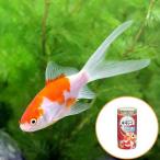 ( местного производства золотая рыбка ) комета (1 шт )+ Kyorin Gold p Roth 50g комплект Хонсю Сикоку ограничение 