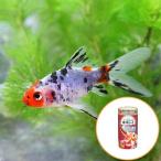 ( местного производства золотая рыбка ). документ золотой (1 шт )+ Kyorin Gold p Roth 50g комплект Хонсю Сикоку ограничение 