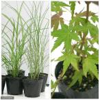 ( луговые и горные травы ) осень . ощущение .. цветок клен | Susuki 2 вида комплект (.. состояние )