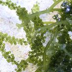 ( морская рыба ) водоросли сырой приманка umi виноград Mix грамм продажа 300g