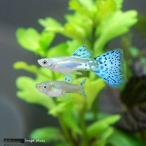 （熱帯魚）ブルーグラスグッピー（国産グッピー）（３ペア）　北海道・九州航空便要保温