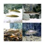 ( пресноводная рыба ). надеты гарантия нет сырой приманка корм для речная рыба S размер (10 шт ). приманка 