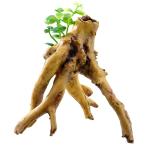 GEX.. вода . водоросли имеется коряга b ланч аквариум аквариум человеческий труд водоросли 