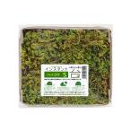 мгновенный мох высокий gokeS наружный диаметр 14cm×12cm dry модель сухой goke