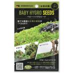 kami - ta водоросли. вид baby высокий Glo si-do