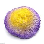 zen acid ZEST копия коралл S-9 лиловый желтый 