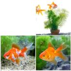 ( местного производства золотая рыбка )( водоросли ) случайный me Dakar * золотая рыбка . Mini горшок 1 горшок + Ryuukin комплект (.. Ryuukin + Ryuukin каждый 1 шт )