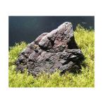 ( водоросли )60cm аквариум для Вьетнам резина no - gsa( водный лист )( нет пестициды )(100шт.@)& способ гора камень .. комплект Хонсю Сикоку ограничение 