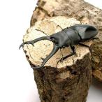 ( насекомое )gi черновой . Prosopocoilus inclinatus (. вид ke стул ke) поток отсутствует производство взрослое насекомое 85~89mm(1 пара )