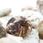 (oka рак-отшельник )oka рак-отшельник SS~S размер Mix случайный цвет (3 шт ) Hokkaido * Kyushu авиапочта необходимо теплоизоляция 