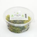  Финляндия Moss 10g террариум Blizzard цветок 