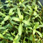 ( водоросли )a ковер I a красный ro треска ( водный лист )( нет пестициды )(10шт.@)