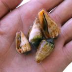 （海水魚）貝　マガキ貝　Ｓサイズ（２匹）