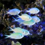 ( морская рыба )te автобус zme большой M размер (2 шт ) Hokkaido * Kyushu авиапочта необходимо теплоизоляция 