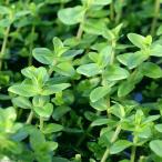 ( водоросли ) вода bakopa( водный лист )( нет пестициды )(10шт.@)