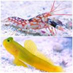 （海水魚）なかよしセットＢ（ギンガハゼ＋ニシキテッポウ）　北海道航空便要保温