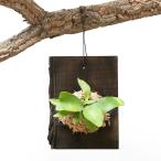 ( декоративное растение ) анимация . произведение . body . комплект 15 платицериум. . каштан доска висячий 