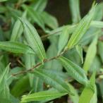 ( водоросли ) ho sobano угорь захват ( водный лист )( нет пестициды )(10шт.@)