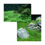 ( водоросли ) передний . водный лист ( нет пестициды )2 вида комплект Glossostigma (1 упаковка )+ волосы - стакан Short (2 пачка минут )