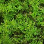 （テラリウム）苔　半トレー　シノブゴケ　トレー１枚分　３６×２７ｃｍ