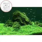 ( водоросли ) начинающий предназначенный инструкция есть Glossostigma ( подводный лист )( нет пестициды )(1 упаковка минут )