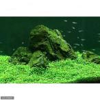 ( водоросли ) начинающий предназначенный инструкция есть Glossostigma ( подводный лист )( нет пестициды )(10 упаковка минут )